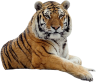 Tiger PNG Free Download 1