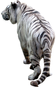 Tiger PNG Free Download 2