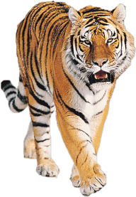 Tiger PNG Free Download 3