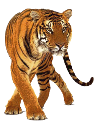 Tiger PNG Free Download 4