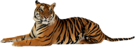 Tiger PNG Free Download 5