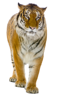Tiger PNG Free Download 6