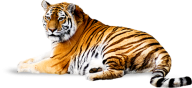 Tiger PNG Free Download 7