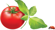 Tomato PNG Free Download 15