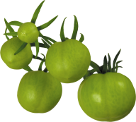 Tomato PNG Free Download 5