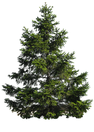 Tree Png Free Download
