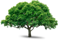 Tree Png Free Image