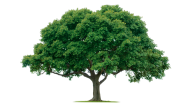 Tree Png Free To Download