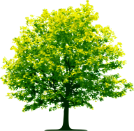 Tree Png Illustrator