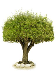 Tree Png inside Terrace