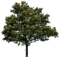 Tree Png