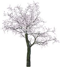 Tree With Flowers Png