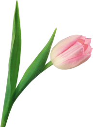 Tulip PNG Free Download 1