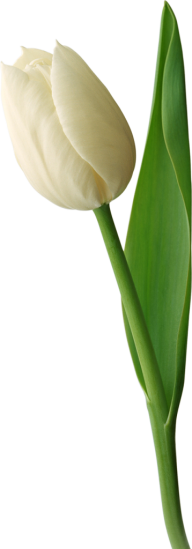 Tulip PNG Free Download 10