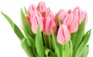 Tulip PNG Free Download 11