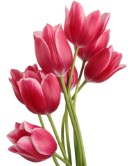Tulip PNG Free Download 12