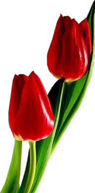 Tulip PNG Free Download 13