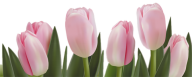 Tulip PNG Free Download 14