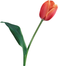 Tulip PNG Free Download 15