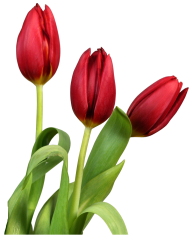 Tulip PNG Free Download 16