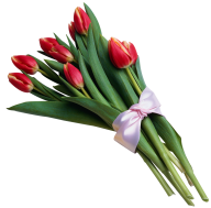 Tulip PNG Free Download 18