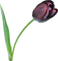 Tulip PNG Free Download 19