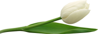 Tulip PNG Free Download 20