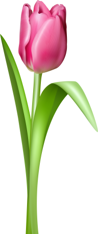 Tulip PNG Free Download 21