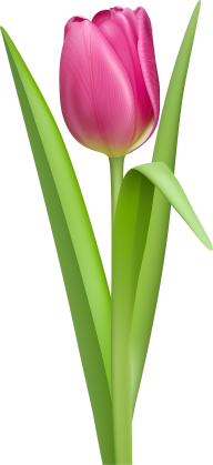 Tulip PNG Free Download 22