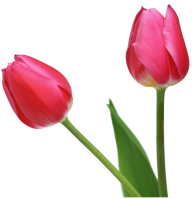 Tulip PNG Free Download 23