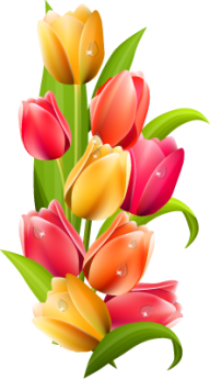 Tulip PNG Free Download 25
