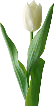 Tulip PNG Free Download 26