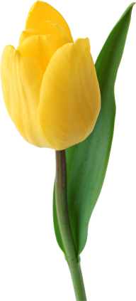 Tulip PNG Free Download 28