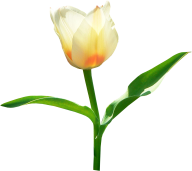 Tulip PNG Free Download 3