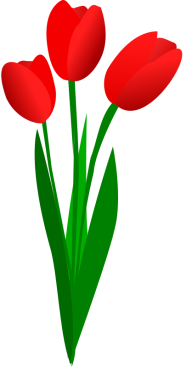 Tulip PNG Free Download 30