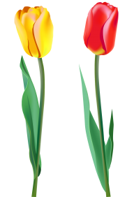 Tulip PNG Free Download 31