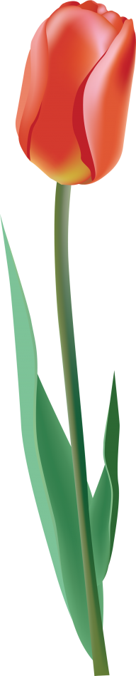 Tulip PNG Free Download 33