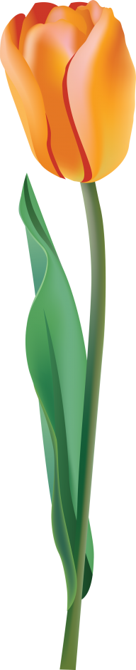 Tulip PNG Free Download 34