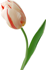 Tulip PNG Free Download 35