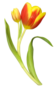 Tulip PNG Free Download 36