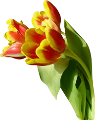 Tulip PNG Free Download 37