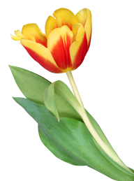 Tulip PNG Free Download 38