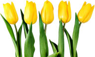 Tulip PNG Free Download 40