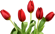Tulip PNG Free Download 41