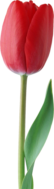Tulip PNG Free Download 42