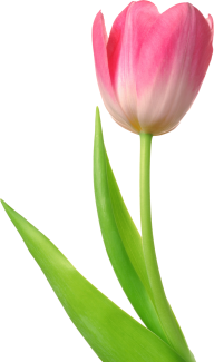 Tulip PNG Free Download 43