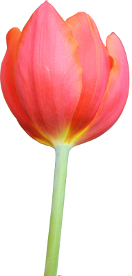 Tulip PNG Free Download 44