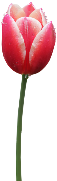 Tulip PNG Free Download 45