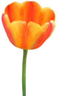 Tulip PNG Free Download 46