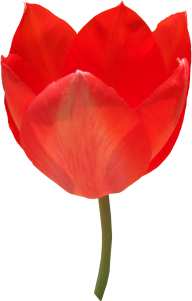 Tulip PNG Free Download 48